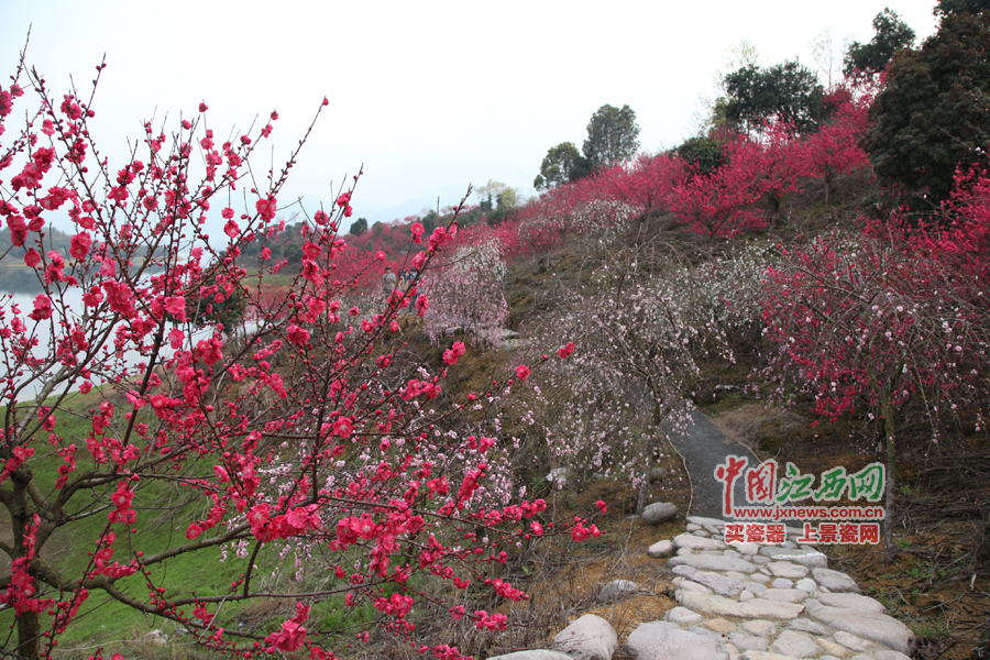 “第六屆全國(guó)網(wǎng)絡(luò)媒體江西游”采訪團(tuán)暢游桃花島