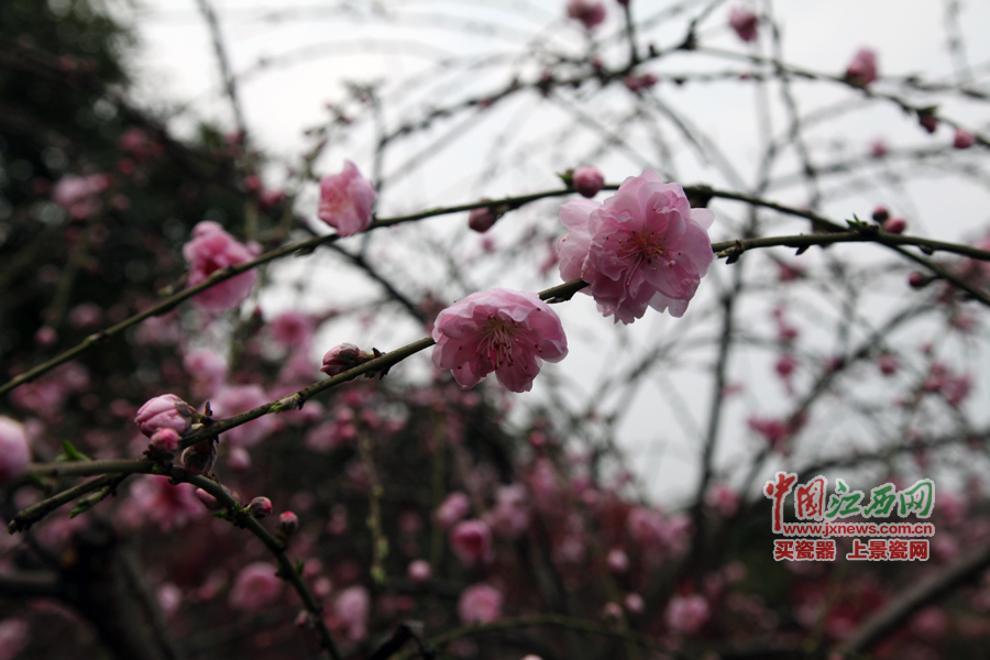 “第六屆全國網(wǎng)絡(luò)媒體江西游”采訪團(tuán)暢游桃花島