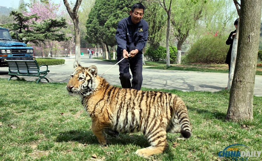 江蘇徐州：飼養(yǎng)員牽6個月大老虎公園里遛彎