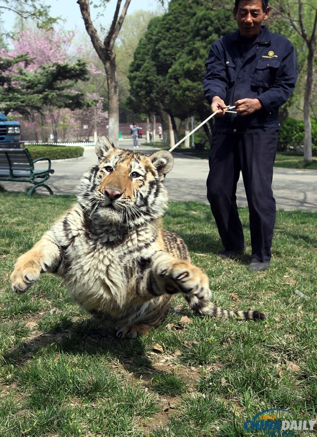 江蘇徐州：飼養(yǎng)員牽6個月大老虎公園里遛彎