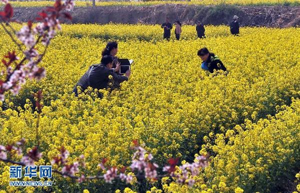 山東濟(jì)南：油菜花開(kāi)樂(lè)農(nóng)家