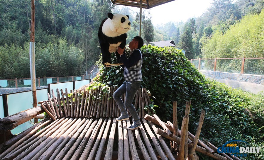 云南唯一大熊貓情緒低落 動(dòng)物園想盡辦法為其找樂