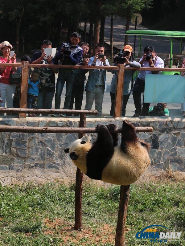云南唯一大熊貓情緒低落 動(dòng)物園想盡辦法為其找樂