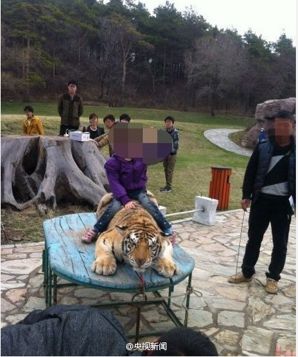 網(wǎng)曝長春東北虎園鞭打捆綁老虎逼其與游客合影