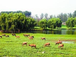 北京最大濕地公園開(kāi)門迎客 此前曾是垃圾場(chǎng)