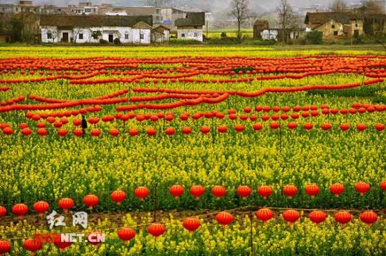 油菜花地6000盞燈籠拼成神農(nóng)畫像