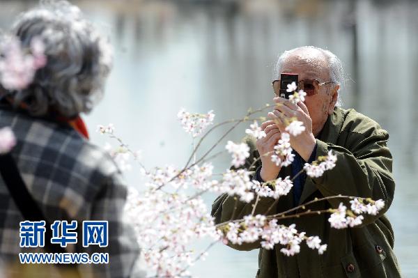 日本國(guó)花櫻花北京綻放（組圖）