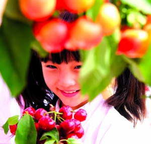 櫻桃采摘正當(dāng)時(shí) 點(diǎn)紅京城初夏