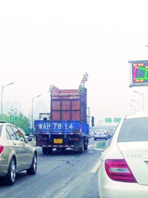 長(zhǎng)頸鹿乘車出行網(wǎng)友調(diào)侃超高 遇限高會(huì)臥倒