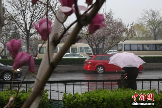 北京迎來(lái)今年首場(chǎng)春雨 致道路嚴(yán)重?fù)矶?/></p>

<p>　　3月31日，三月最后一天，北京迎來(lái)首場(chǎng)春雨。細(xì)雨濛濛，淅淅瀝瀝，把盛開(kāi)的春花萬(wàn)物的滋潤(rùn)。 中新社發(fā) 劉憲國(guó) 攝 CNSPHOTO</p>

<p>中新網(wǎng)北京3月31日電 (記者尹力)3月的最后一天，北京迎來(lái)2015年的首場(chǎng)春雨，緩解了近期的干燥天氣。這場(chǎng)雨在“滋潤(rùn)”京城的同時(shí)也大幅拉低了氣溫。由于降雨恰逢早高峰時(shí)段，春雨還導(dǎo)致北京今晨道路嚴(yán)重?fù)矶隆?/p>

<p>自去年入冬以來(lái)，北京僅經(jīng)歷了幾次降雪過(guò)程，此外再無(wú)有效降水。今年入春后，氣溫持續(xù)升高，早春的干燥令不少民眾盼雨心切。這場(chǎng)“貴如油”的春雨，讓全城都變得濕漉漉的，并在一定程度上改善了空氣質(zhì)量。</p>

<p>隨著小雨添寒，北京的最高氣溫驟降7度左右，由前段的溫暖宜人轉(zhuǎn)為有些陰冷，不少出行民眾重新穿上了羽絨服或是棉衣。這場(chǎng)降雨過(guò)后，預(yù)計(jì)未來(lái)幾天的氣溫將持續(xù)低迷，直至周末才會(huì)重新回暖。</p>

<p>當(dāng)日，由于降雨時(shí)段恰逢早高峰，水氣蒙蒙導(dǎo)致大部分路段能見(jiàn)度僅在2公里左右，加上雨后路面濕滑，使得北京全城路段嚴(yán)重?fù)矶?，交通指?shù)一度高達(dá)8.9，平均速度降至19.7公里/小時(shí)。</p>

<p>近段時(shí)間，浮塵、霧霾、沙塵輪番來(lái)京添亂，天空往往是一股灰黃之色。氣象專(zhuān)家表示，此次降雨有利于降低北京森林火險(xiǎn)等級(jí)，改善土壤墑情。由于本次降雨的雨量不大，對(duì)沙塵和霧霾的作用有限，空氣質(zhì)量想要真正好轉(zhuǎn)還需等待雨后北風(fēng)到來(lái)。</p>

<p>31日10時(shí)，北京的空氣質(zhì)量實(shí)況圖顯示，全城35個(gè)監(jiān)測(cè)站點(diǎn)中，大多仍顯示為代表警示性的紫色，有26個(gè)站點(diǎn)的PM2.5實(shí)時(shí)濃度達(dá)到重度污染水平。</p>

<p>北京市環(huán)保監(jiān)測(cè)中心表示，目前PM2.5濃度較高，預(yù)計(jì)白天在冷空氣作用下，雨后擴(kuò)散條件有所好轉(zhuǎn)，污染物濃度將逐漸下降，空氣質(zhì)量將回歸二級(jí)“良”。</p>

<p>當(dāng)日，北京市氣象臺(tái)發(fā)布信息顯示，31日2時(shí)至8時(shí)，北京地區(qū)全市平均降水量0.5毫米，城區(qū)平均0.6毫米。</p>
</p>
</div>
</div>

<div   class=