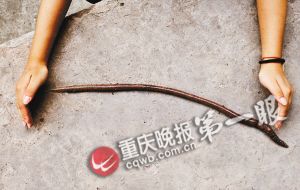 重慶綦江發(fā)現(xiàn)“史前巨型蚯蚓” 像蛇一樣長(zhǎng)