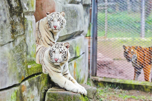 重慶動(dòng)物園來了兩只白老虎 快去給它倆取個(gè)名吧!