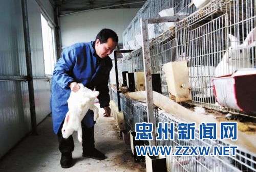 忠縣肉兔養(yǎng)殖抱團(tuán)闖市場(chǎng) 年出欄46萬只