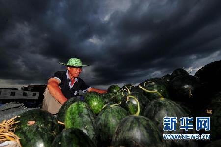 南方降雨加劇西瓜銷售難