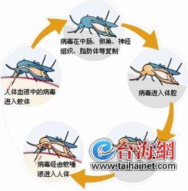 疾控專家赴全省檢查督導(dǎo) 加強(qiáng)登革熱防控工作