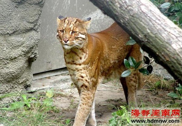 安溪蓬萊鎮(zhèn)有虎出沒？或許是二級保護(hù)動物金貓!