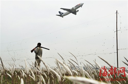 福州機(jī)場(chǎng)驅(qū)鳥(niǎo)人：鳥(niǎo)兒是對(duì)手，更是朋友