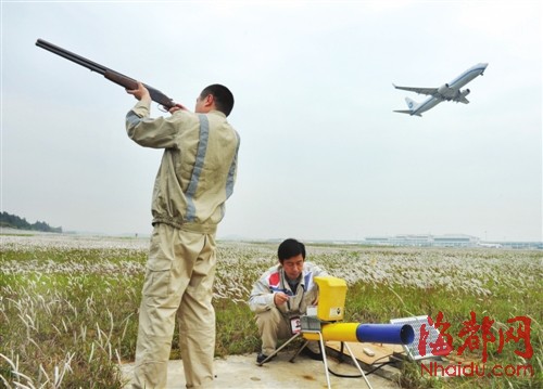 福州機(jī)場驅(qū)鳥人：鳥兒是對手，更是朋友