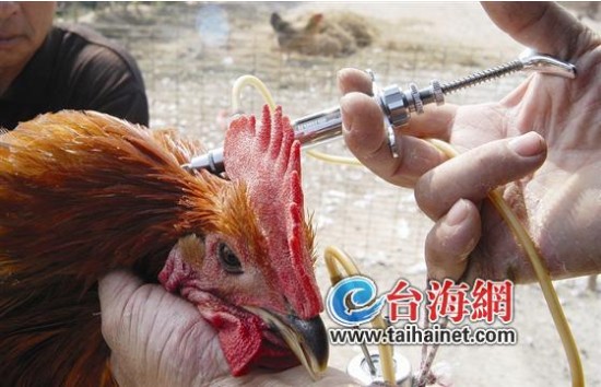 禽流感陰霾波及多行業(yè) 酒樓換菜單鱷魚(yú)老虎改食譜