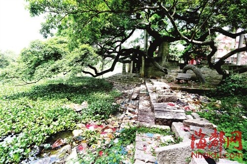 金山流花溪被渣土截?cái)?中下游河道塞滿(mǎn)了水浮蓮和垃圾