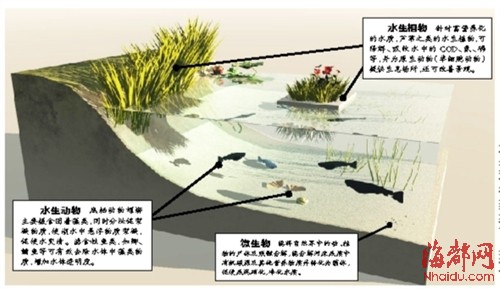 榕城4條內河將試點生態(tài)修復 全國征集方案