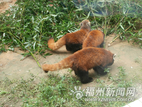 福州向臺灣贈送3只自繁小熊貓 赴臺時間仍在協(xié)商