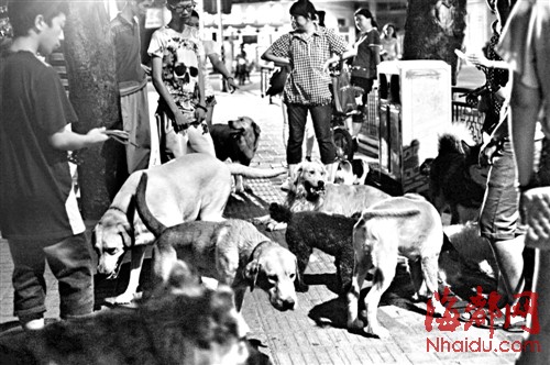 多位省人大代表和法律專(zhuān)家呼吁出臺(tái)《福建省文明養(yǎng)犬條例》