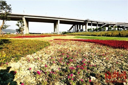 福州市區(qū)遮蔭大樹被移走 部門稱樹少是為透街景