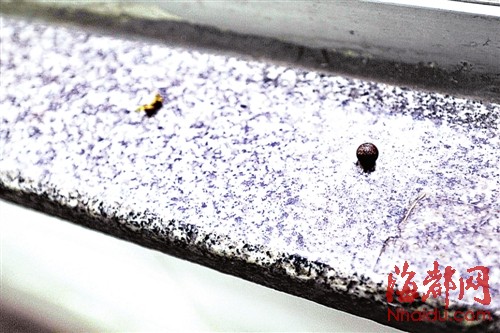 福州臺江農(nóng)貿(mào)市場常遭氣槍擊 18厘厚玻璃布滿彈孔肇事者成謎