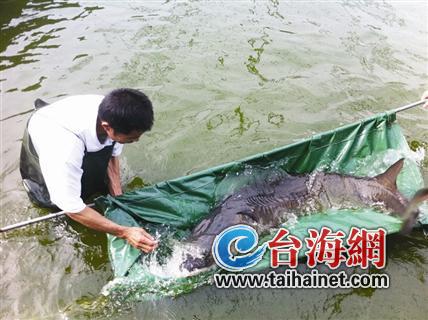 3條中華鱘落戶廈門海底世界 有望春節(jié)前與市民見面