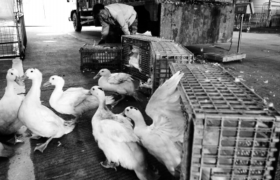 防控人感染H7N9禽流感 福建暫停調(diào)運(yùn)外省活禽入閩
