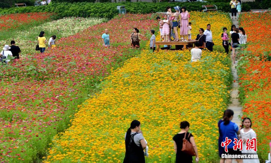福州市民花海公園看到“花海”