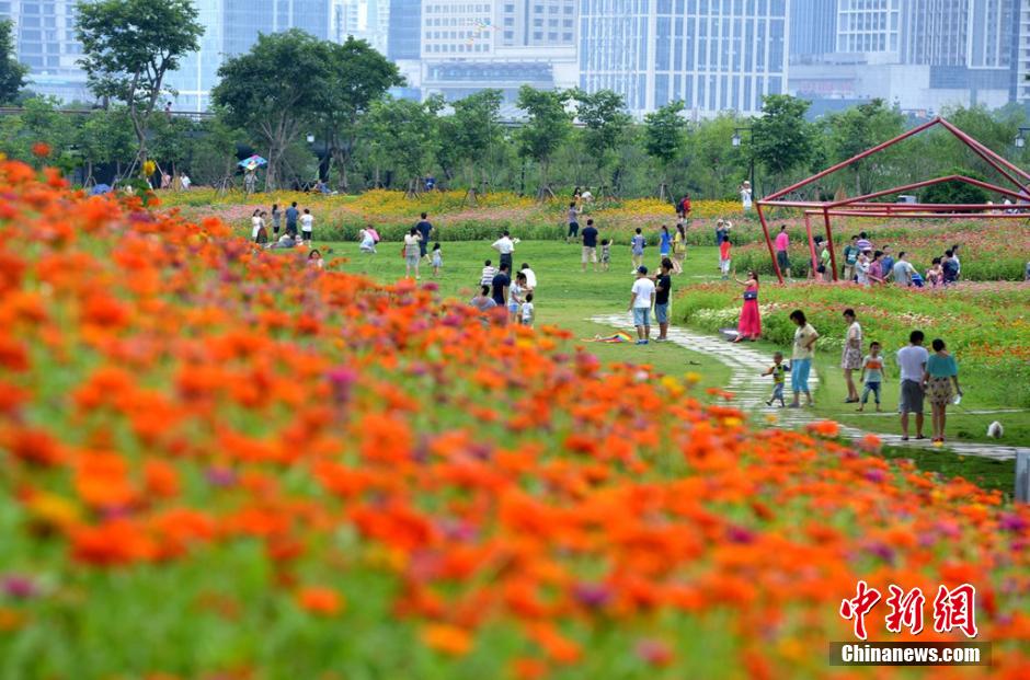 福州市民花海公園看到“花海”