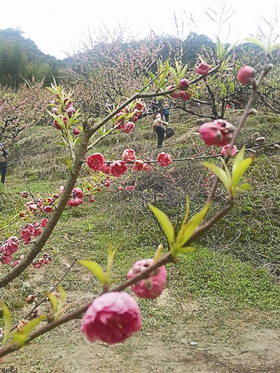 約會迷人“春色” 延平區(qū)力推春季旅游產品