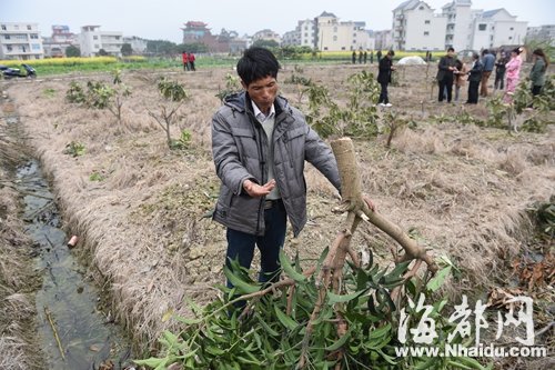 連江：千株果樹(shù)一夜全被“腰斬” 損失30多萬(wàn)