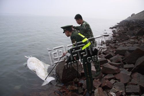 南安石井白海豚浮尸淺灘 警方懷疑人為捕撈殺害