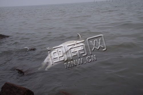 南安石井白海豚浮尸淺灘 警方懷疑人為捕撈殺害