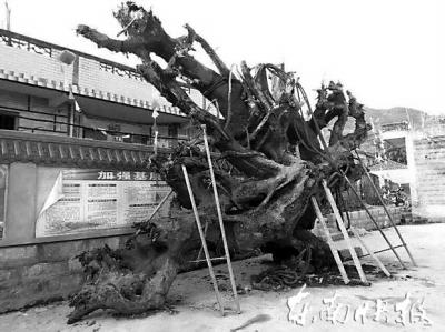 網(wǎng)曝霞浦挖出15噸烏木 有人出價(jià)100萬(wàn)購(gòu)買遭拒