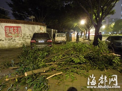 三棵大葉榕行道樹 遭福州瑞城花園小區(qū)物業(yè)斧砍