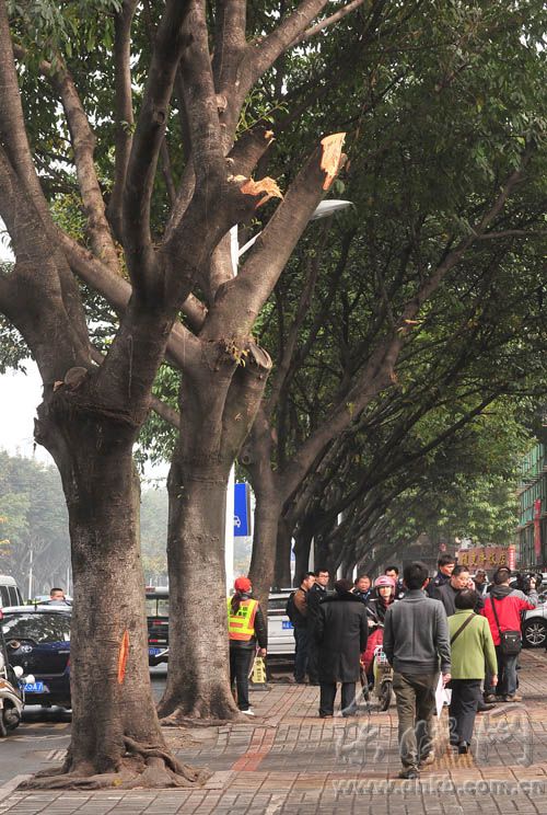 三棵大葉榕行道樹(shù) 遭福州瑞城花園小區(qū)物業(yè)斧砍