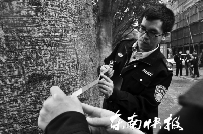 三棵大葉榕行道樹 遭福州瑞城花園小區(qū)物業(yè)斧砍