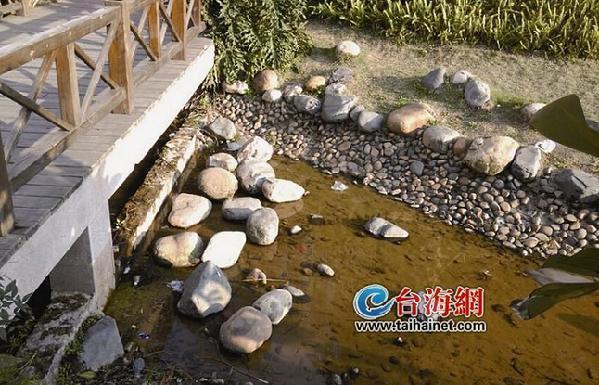廈門一小區(qū)水池驚現(xiàn)娃娃魚 可能是人為放養(yǎng)的
