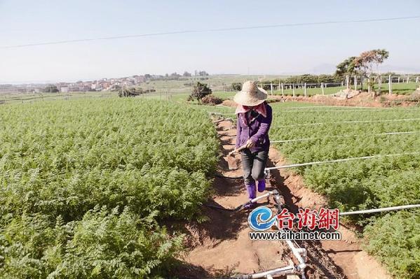 廈門出臺扶持新型農(nóng)業(yè)措施 大學(xué)生當(dāng)