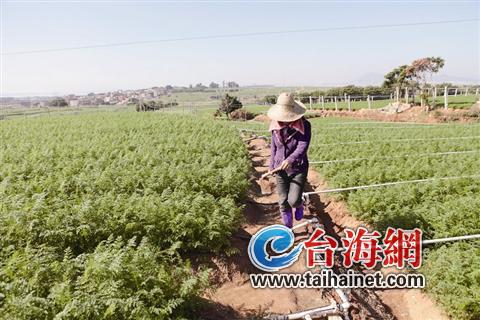 大學畢業(yè)生在廈當“農(nóng)民” 每年將獲10萬元獎勵