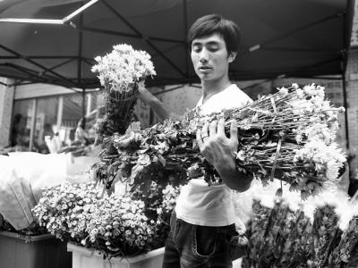 菊花銷售迎來高峰 清明節(jié)當(dāng)天菊花價(jià)格或翻番