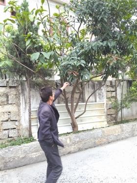 泉州石獅蓮埭一果樹既能結(jié)芒果又能長蓮霧