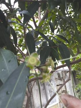 泉州石獅蓮埭一果樹既能結(jié)芒果又能長蓮霧