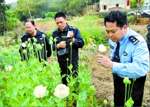 驢友意外拍到罌粟花 警方循線(xiàn)索入山查獲