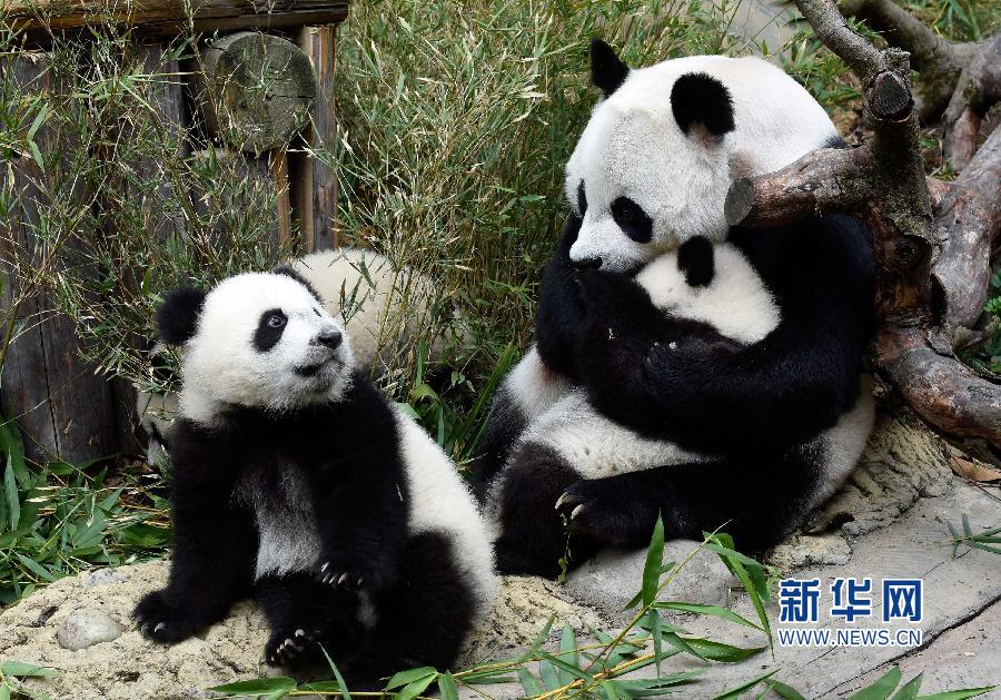 廣州長(zhǎng)隆三胞胎大熊貓是目前唯一存活的三胞胎幼崽