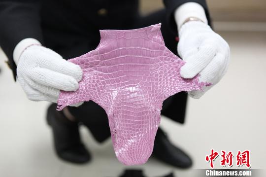 深圳羅湖海關(guān)一次截獲瀕危動(dòng)物鱷魚皮料641塊